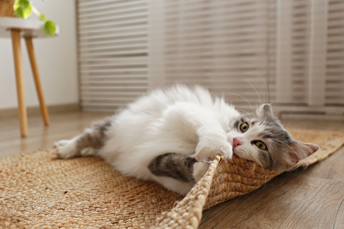 猫がいきなり『ドタバタと暴れだす』ときの理由3つ　異常がある場合も？見逃せないポイントまで解説