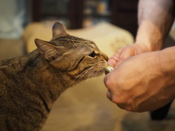 猫が飼い主のそばから離れない時の心理５つ