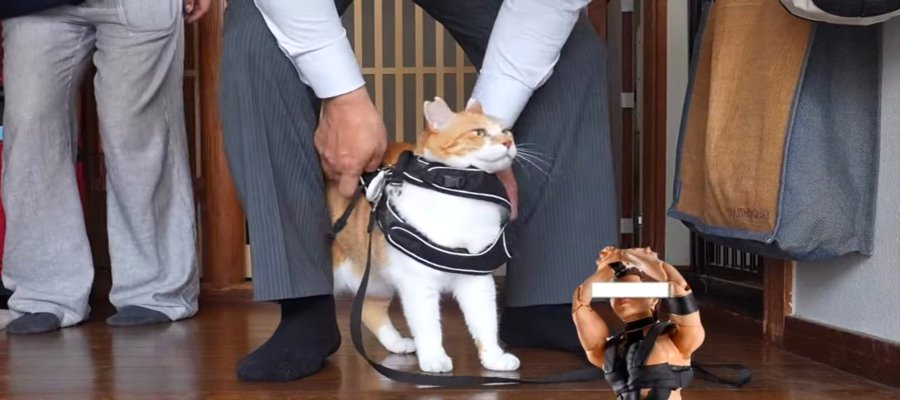 楽しすぎて帰宅拒否！猫に未熟な父とのパトロール♪