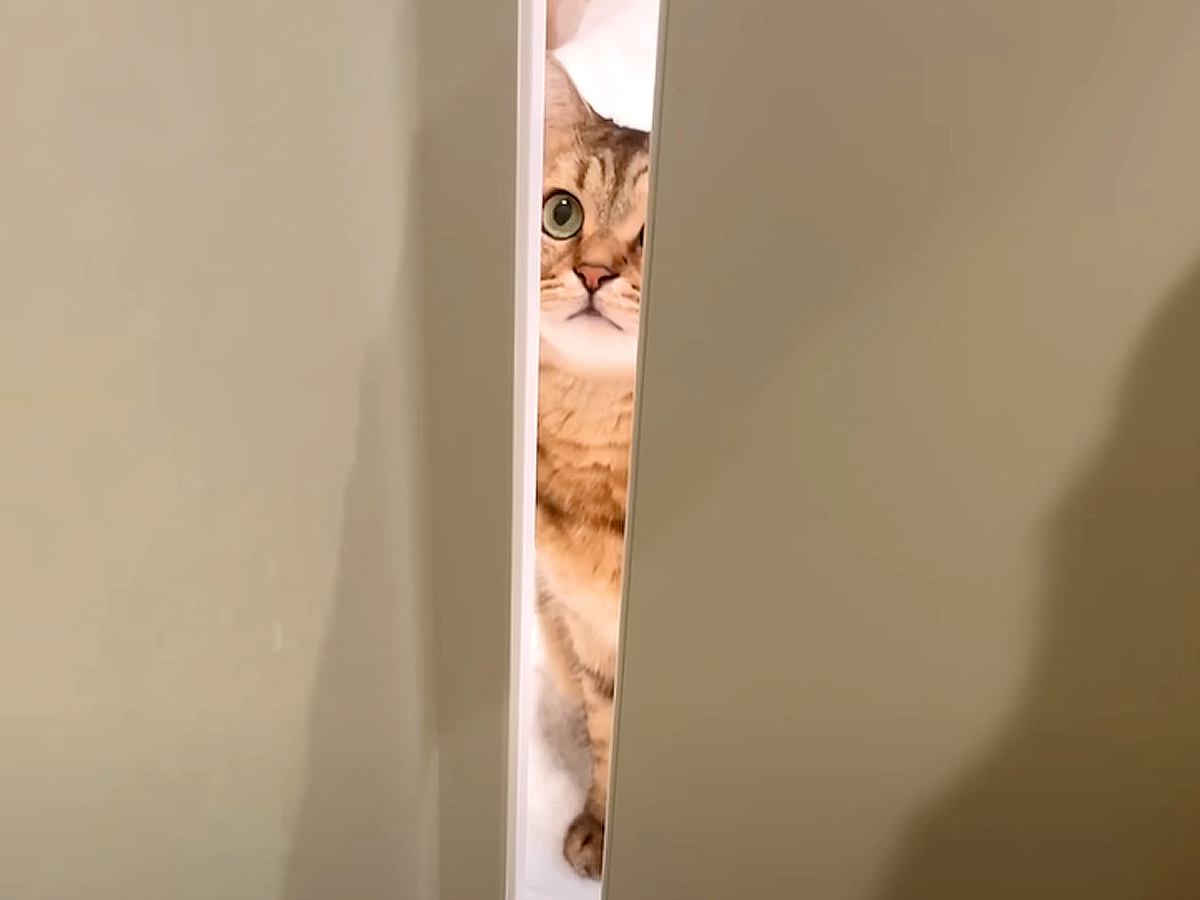 ドアの隙間からのぞいているネコ→次の瞬間、顔で…飼い主のそばにいたくて見せた『まさかの行動』に「形状記憶丸顔」「こじ開けたｗ」と反響