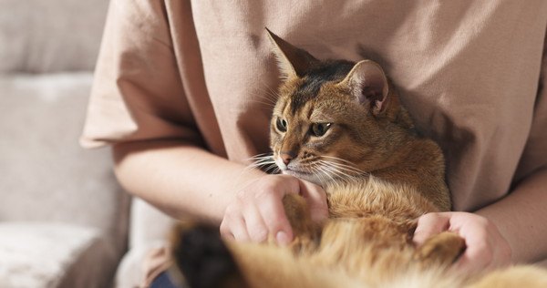 猫がお腹を見せてきたら触ってもいい？撫でる時の注意点5つ