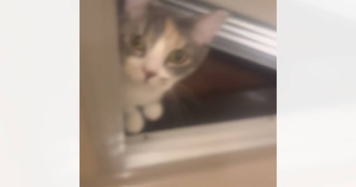 飼い主さんがお風呂で『熱唱』していたら…水大嫌いなはずの猫がとった『まさかの行動』が315万再生「かわいいｗｗｗ」「愛だねぇ」