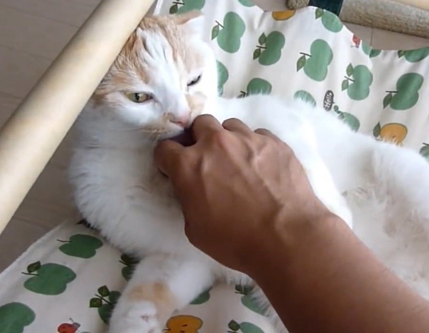 もふもふ！お腹をもふもふされる猫さん