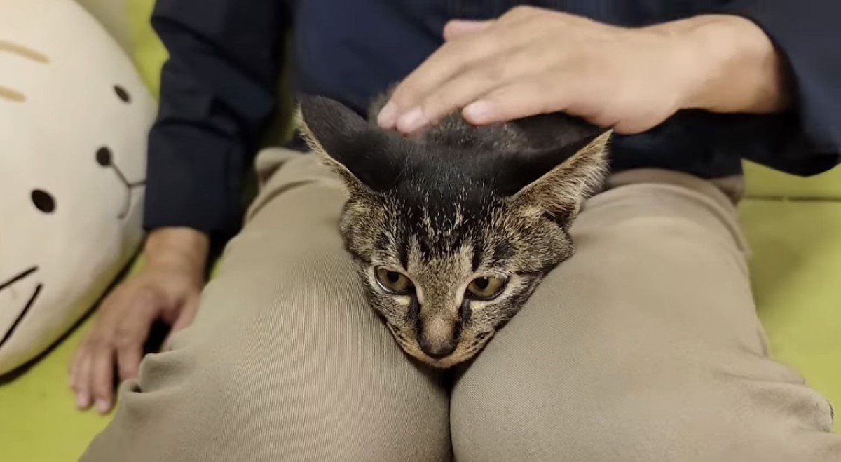 サバイバルな日常を生き延びてきた猫が抱えていたものとは…