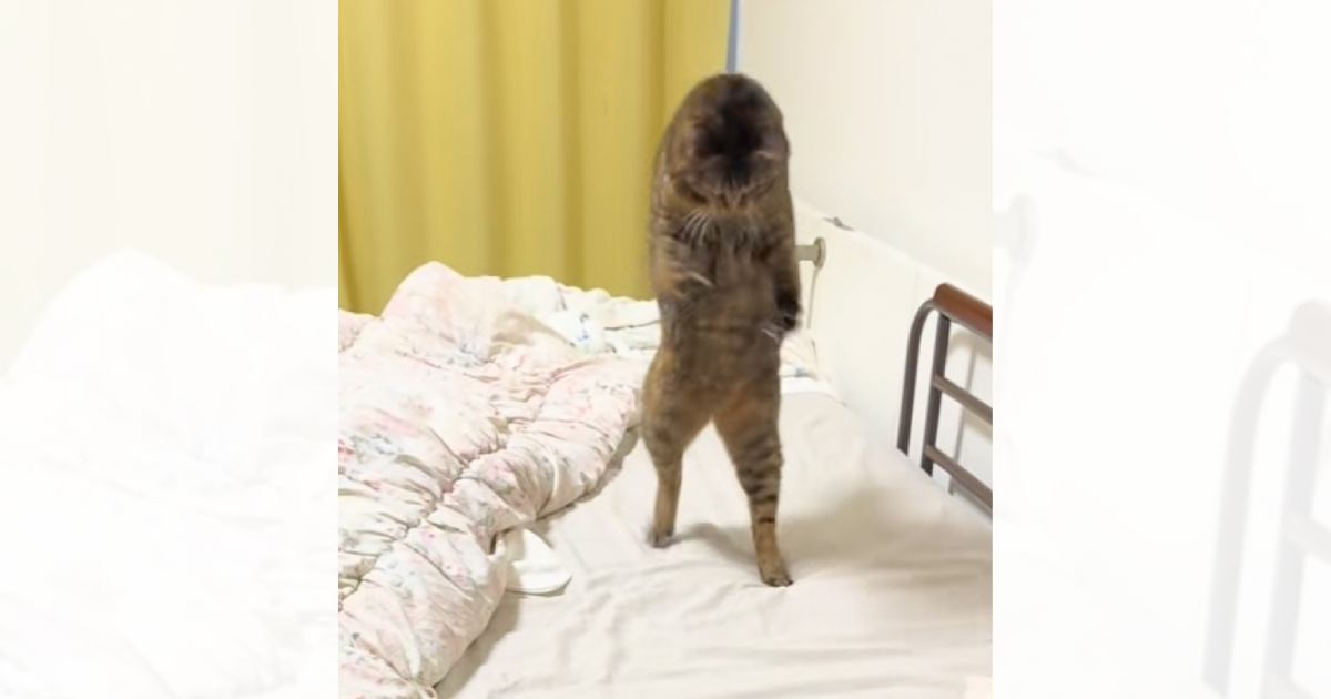 ヘアゴムで楽しそうに遊びまわる猫→『ベッドの下に落とした』次の瞬間…想定外の展開に爆笑の声「切り替えはやｗ」「立ち上がるのうけるｗ」