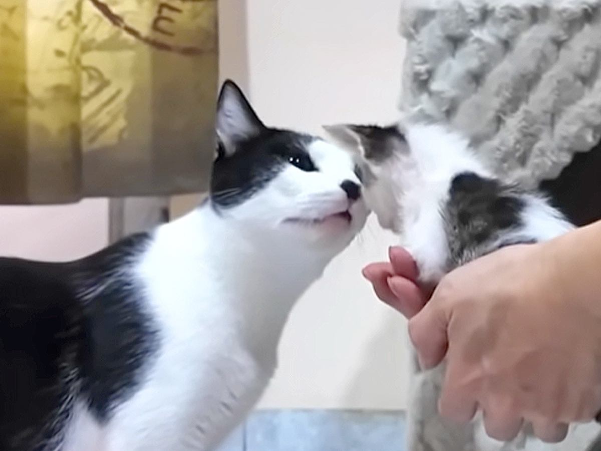 やんちゃな野良子猫たちと初対面の先住猫→威嚇したかと思いきや…後から見せた『心温まる対応』に「きっと仲良くなれるね」「本当に素敵」の声