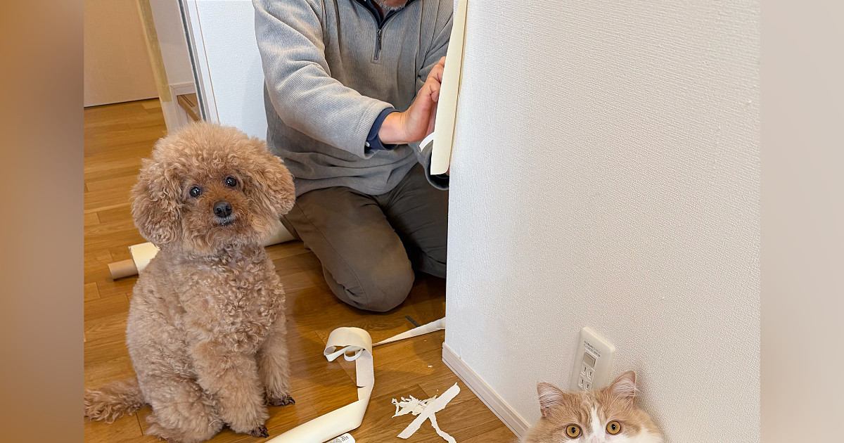 ボロボロにされた壁紙を補修中→目の前にいた『犯ニャン』の様子を見ると…まさかの光景に爆笑の声続出「ふてぶてしいｗ」「可愛すぎるｗ」