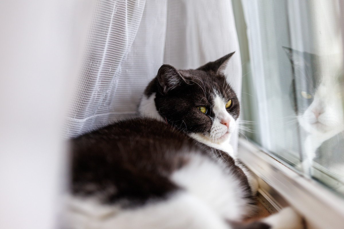 猫の『留守番』は何時間までさせていいの？年齢別の目安や気を付けたい3つのこと