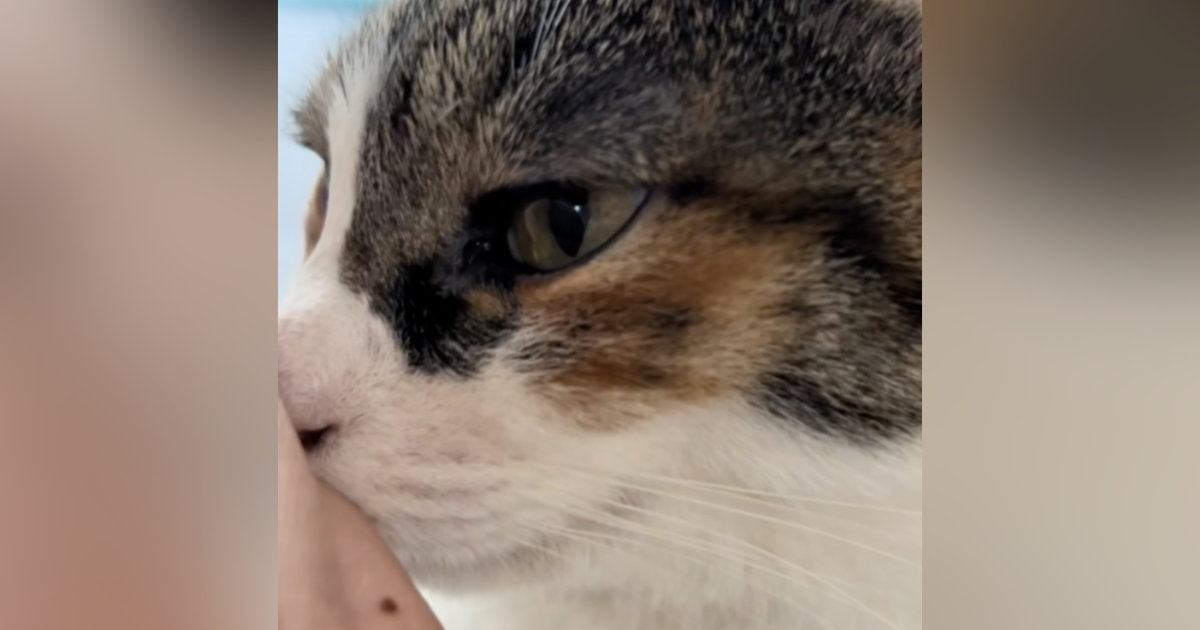 手が冷たいと思って見てみたら、猫が…ずっと見ていられる『可愛い愛情表現』が17万再生「猫吸われだねｗ」「鼻水を拭いてます」と反響