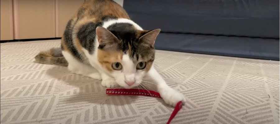 猫ちゃんも夢中！リードの新しい使い方♪