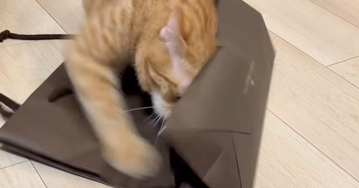 紙袋に狙いを定めた猫→全力で戦い始めて…想像以上に『激しいバトル』に笑ってしまうと反響「ストレス解消かなｗ」「かわいいｗ」