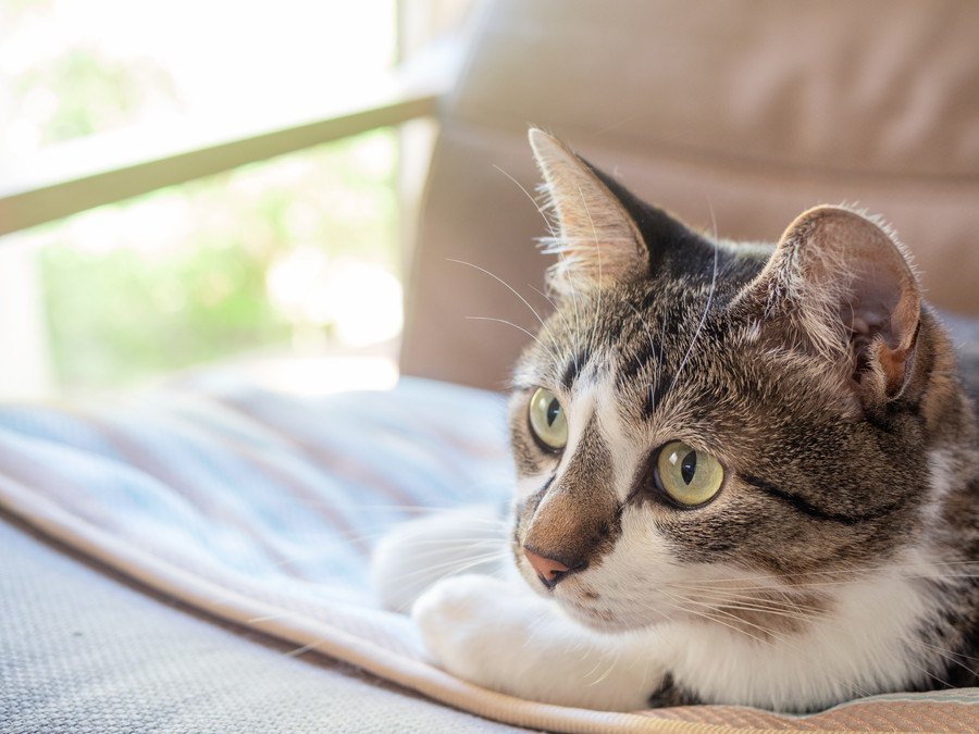 えっ食べてる！？猫の食糞は放っておいても大丈夫？