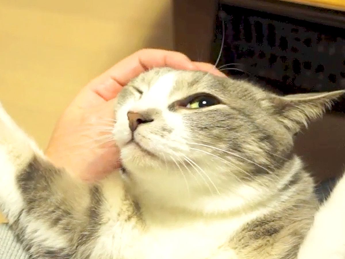 膝の上で仰向けになってくつろぐ猫……思わず笑ってしまう『無防備すぎるポーズ』が13万再生「見ていて飽きない」「手が可愛い」と絶賛