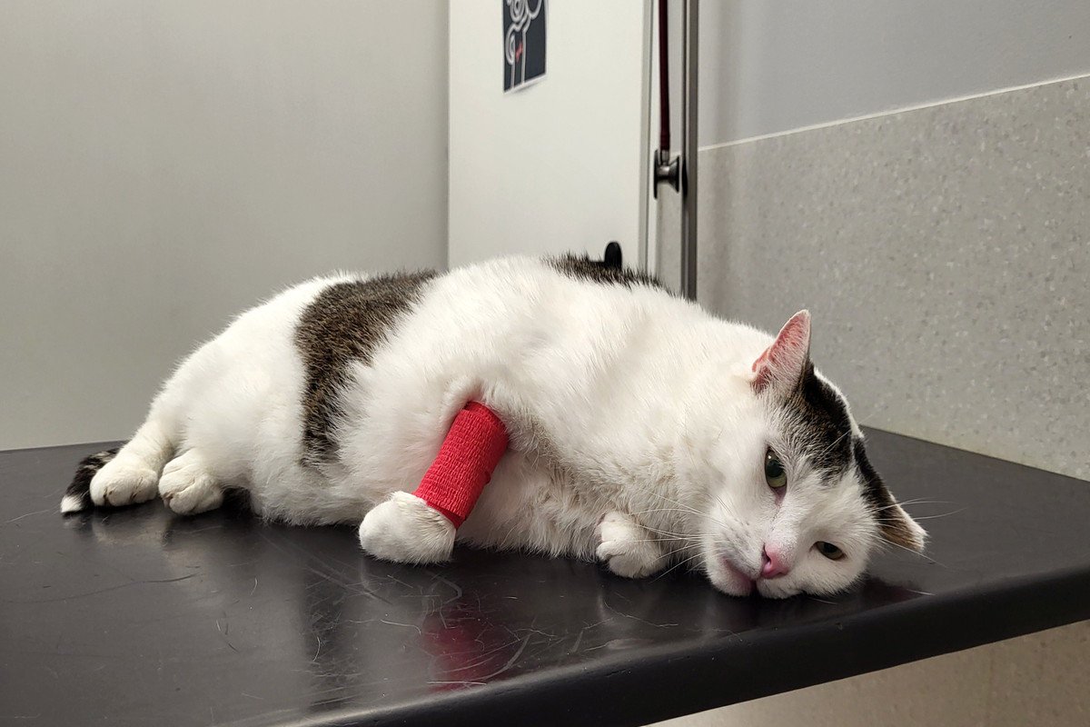猫を『うっかり踏んでしまう』ことの危険4選　事故を防ぐための対策も