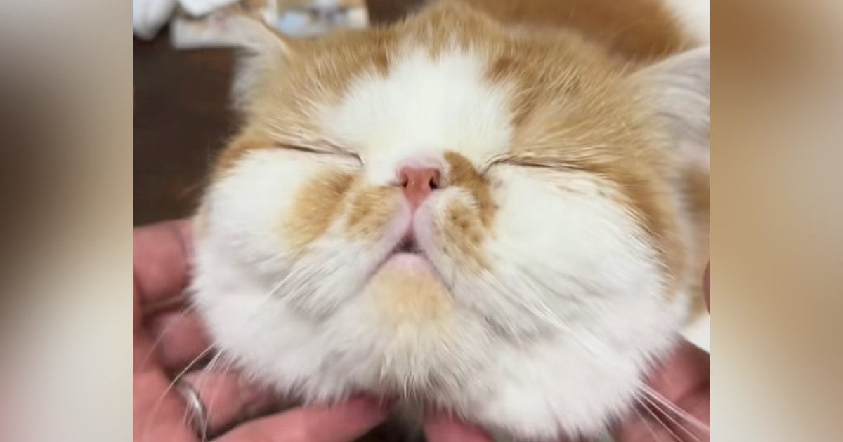 マッサージを受けてとろける猫さん→『手を止めてみる』と…『可愛すぎる光景』に悶絶の声「気持ちいいのが伝わるｗ」「泣けてくる」と反響