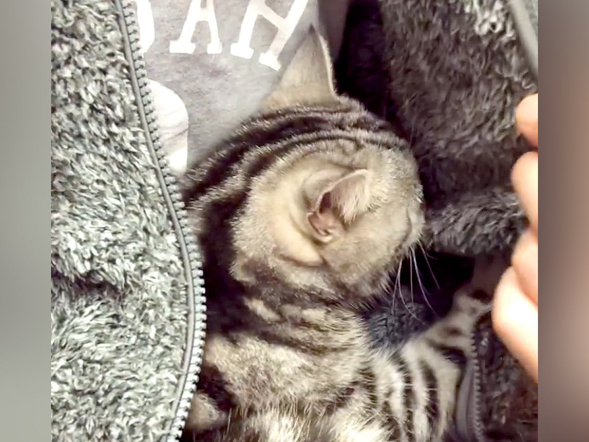 パパの洋服の中にいる猫→ジッパーを開けると…まるで赤ちゃん？悶絶級に『愛くるしい様子』が話題「ズルいわ」「バブちゃんになっちゃった」