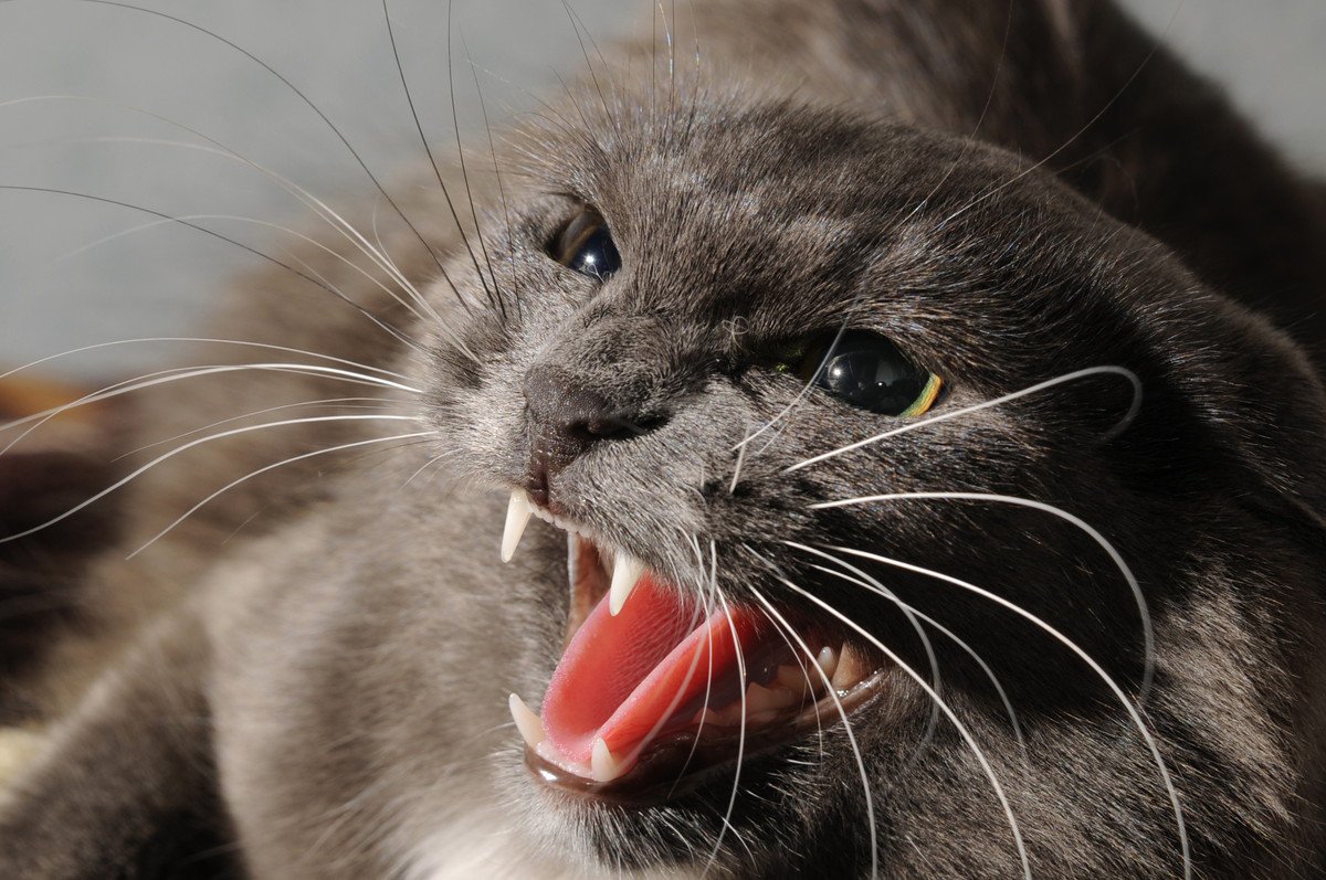 猫の『激怒症候群』を知っていますか？気になる3つの症状　普通の怒りとの違いや対処法も