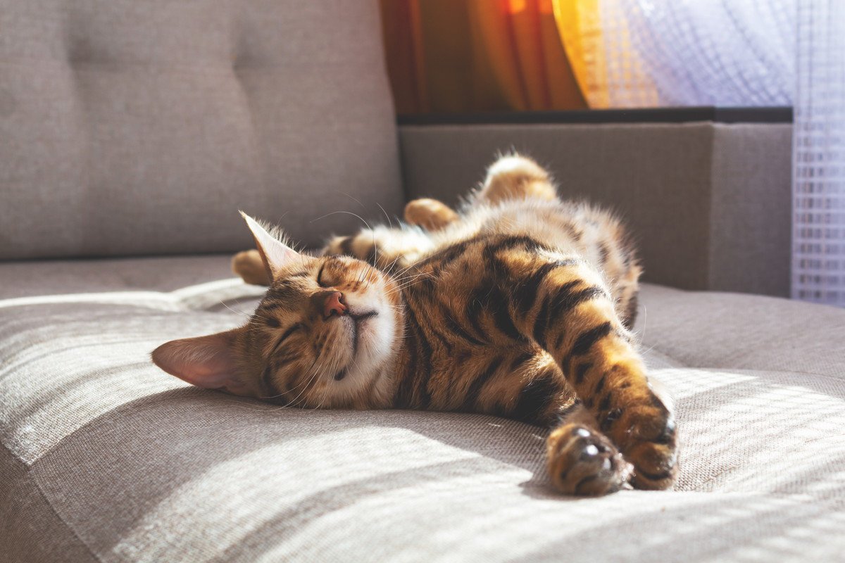 愛猫が「ゴロンと寝っ転がりたくなる場所」5選とそれぞれの理由とは？