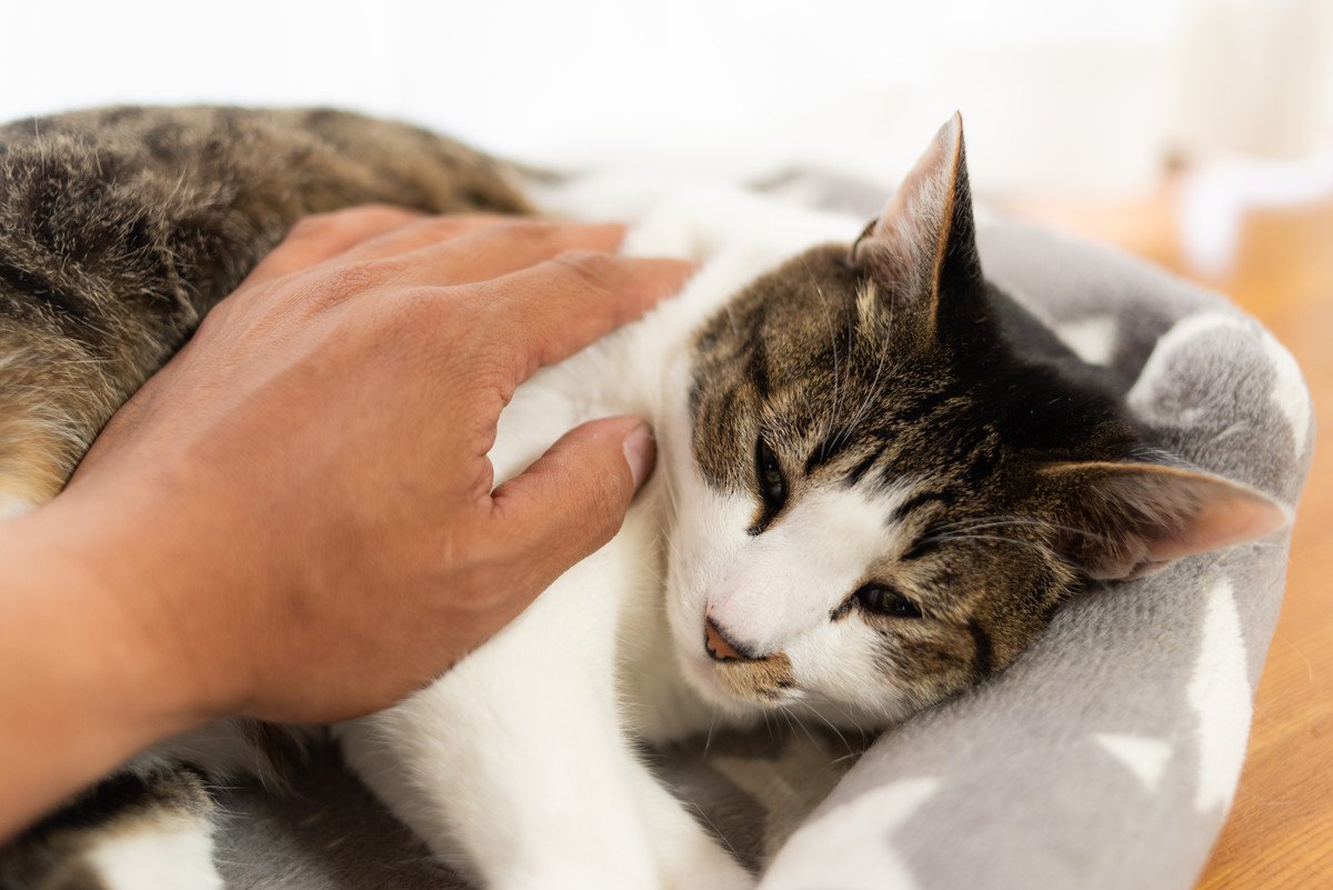 愛猫の死後に自分を責めてしまう…そんな飼い主さんに試してほしい対処法