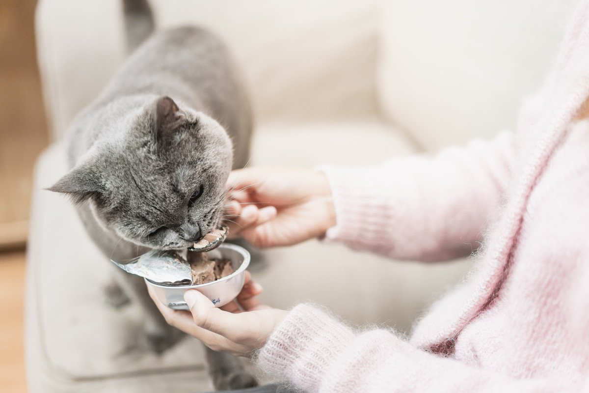 愛猫の『介護』を始めるべき3つのタイミング　食事、トイレ…どんなサポートができる？