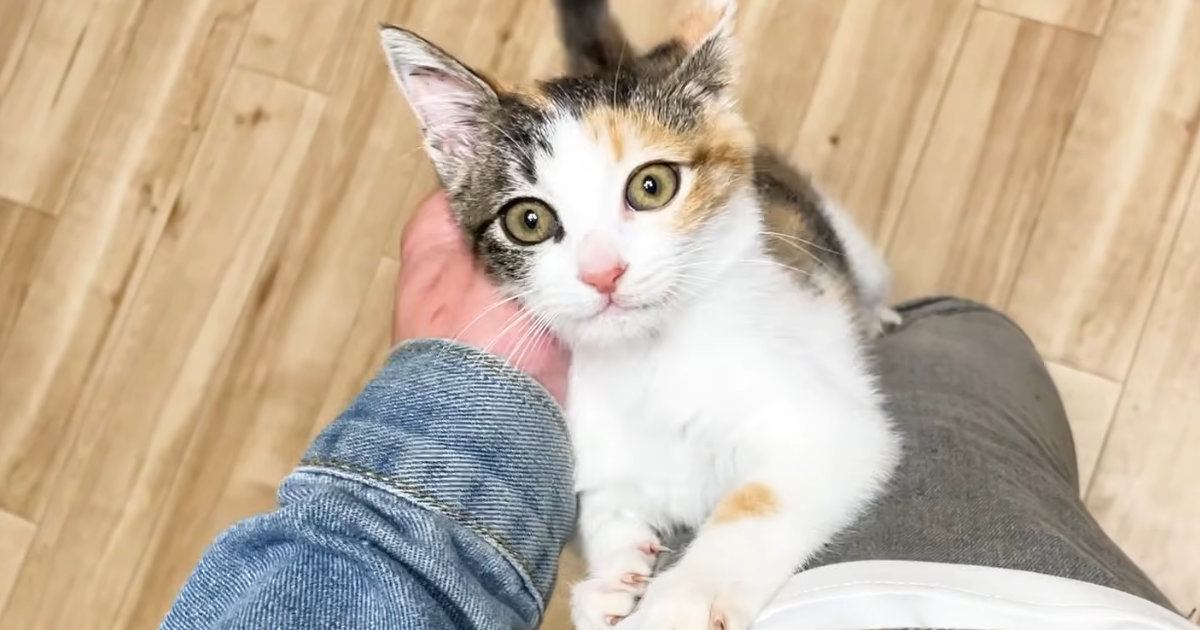 甘えたい『元気いっぱいな子猫』→膝の上をめがけて『ジャンプ』すると…あまりにも尊い光景に「すごいかわいい」「パパさん大好きだねー」の声