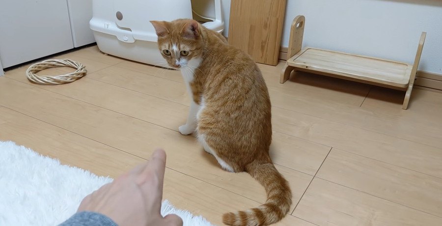 本当は甘えたい…素直になれない猫ちゃんに起きた悲劇