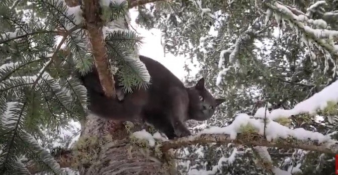 極寒の木の上に残された猫…危険な救出活動の結末は？