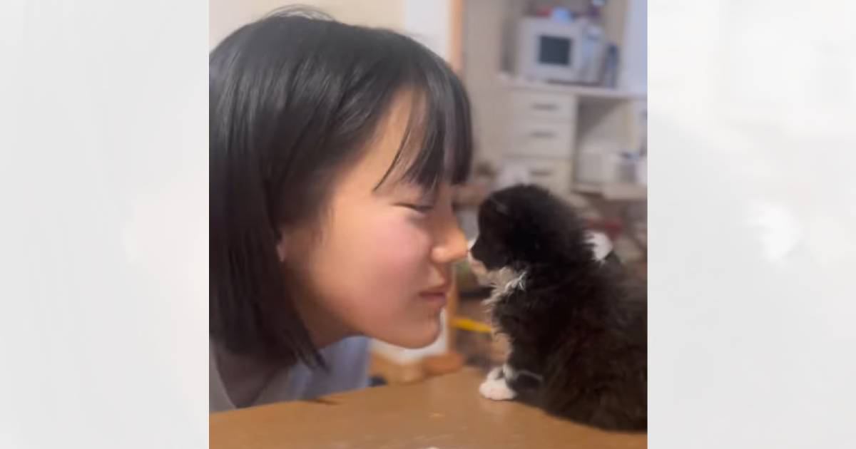 子猫が可愛すぎて…女の子が思わず『食べるフリ』をした結果→97万再生突破の尊いやり取りの様子に「なんて平和」「天使と天使やん」の声