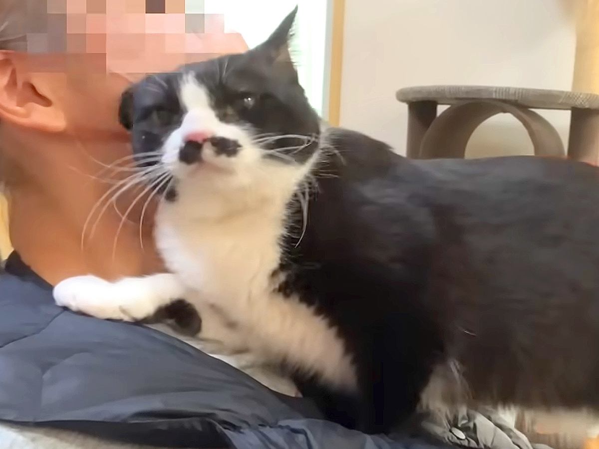 嫌いな病院から帰ってきたネコ→頭をこすりつけてきて…甘えん坊すぎる『感情表現』に「幸せそう」「褒めてって言ってるみたい」と反響の声