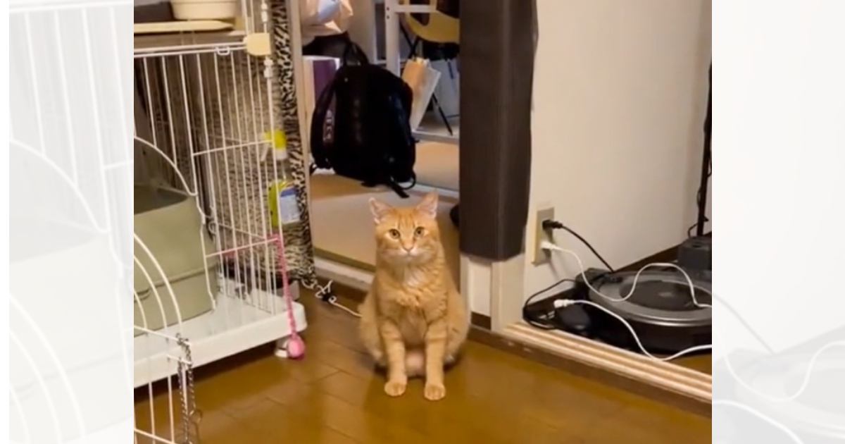 パパに名前を呼ばれてもガン無視する猫→ママが呼ぶと…あまりにも露骨な『態度の差』が切なすぎると93万再生「可愛いｗｗ」「顔がまたイイｗ」