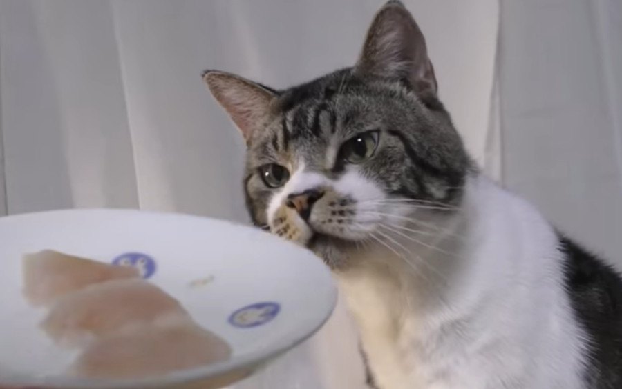 他の魚じゃダメ！猫ちゃん大好物のまぐろを食べる♡