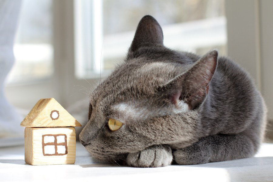 集合住宅で猫を飼う時に注意したい４つの事と近隣に配慮した飼い方