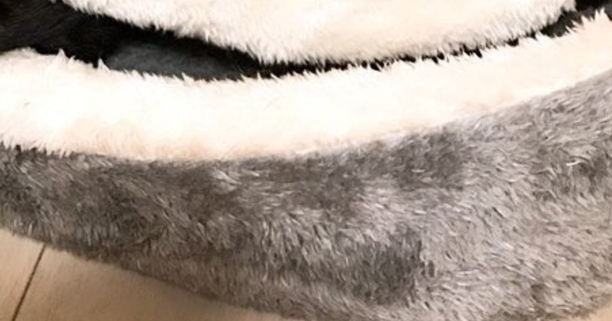 二枚貝のような形の猫用ベッドで『くつろぐ猫』を見たら…思わず笑顔になる光景に1万いいね「食べられないハマグリ」「笑ったｗ」