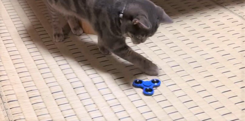 猫ちゃんもハマるハンドスピナーの魅力