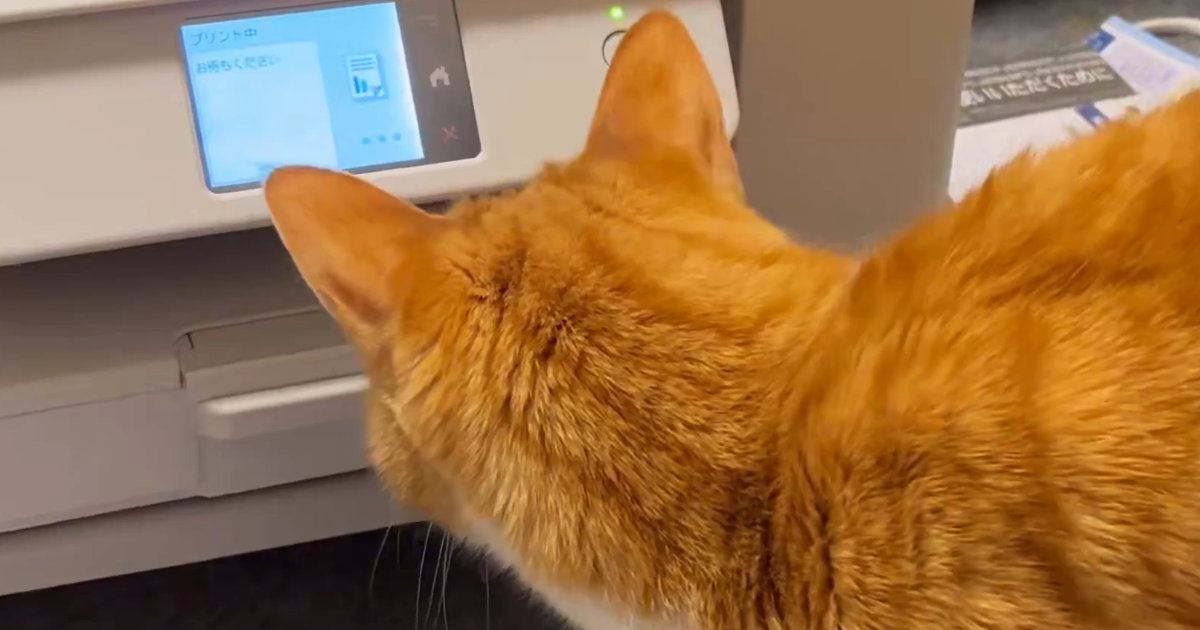 プリンターの中を『じっと覗き込む猫』→勢いよく紙が飛び出してきて…『100点満点の反応』に爆笑「かわいいｗｗ」「笑った」と6万いいね