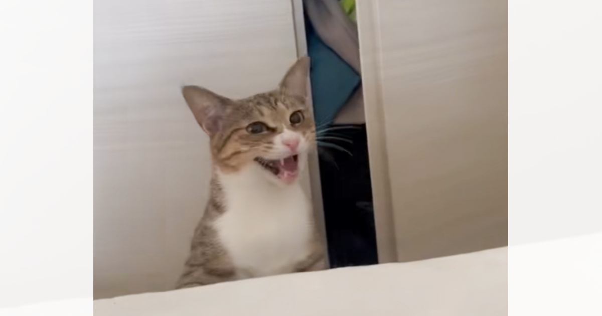 真剣な表情でママに向かって鳴く猫→クローゼットに入っていったかと思ったら…まさかの『やり取りの様子』が23万再生「すごい必死で笑った」