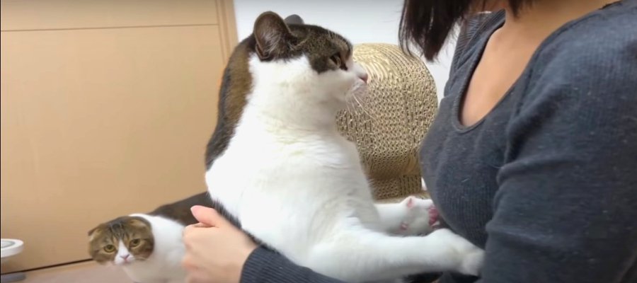 『お薬は嫌ニャ！』飼い主さんから逃げる猫さんたち