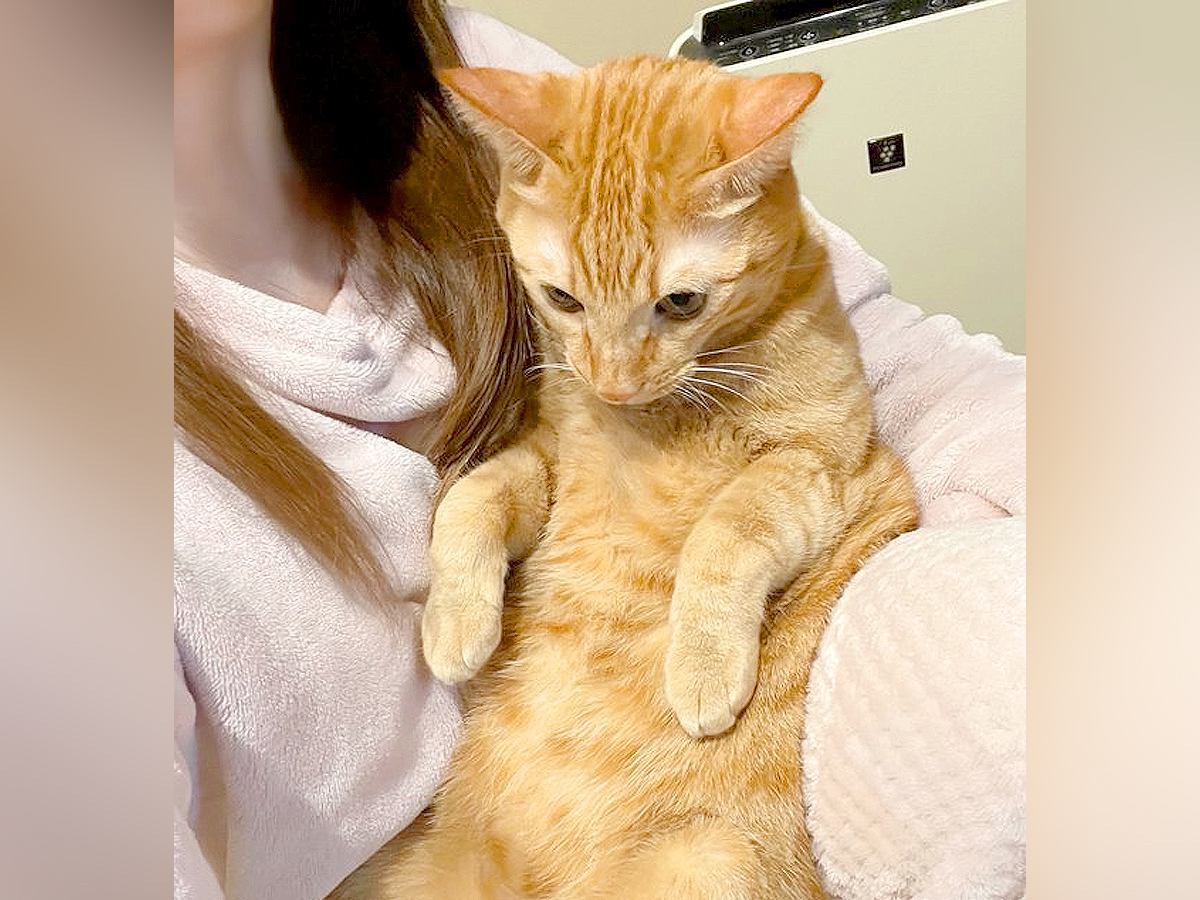 ママのひざで抱っこされるネコ→まんざらでもない様子で…悶絶級に愛おしい『日常の光景』に「嬉しそうなお顔」「甘えん坊将軍」と反響の声
