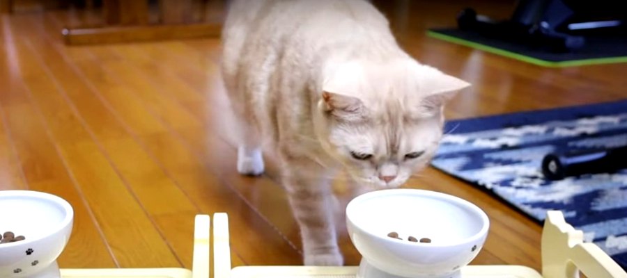 プレミアムフードってどんな感じ？ニャンコの食レポ♪