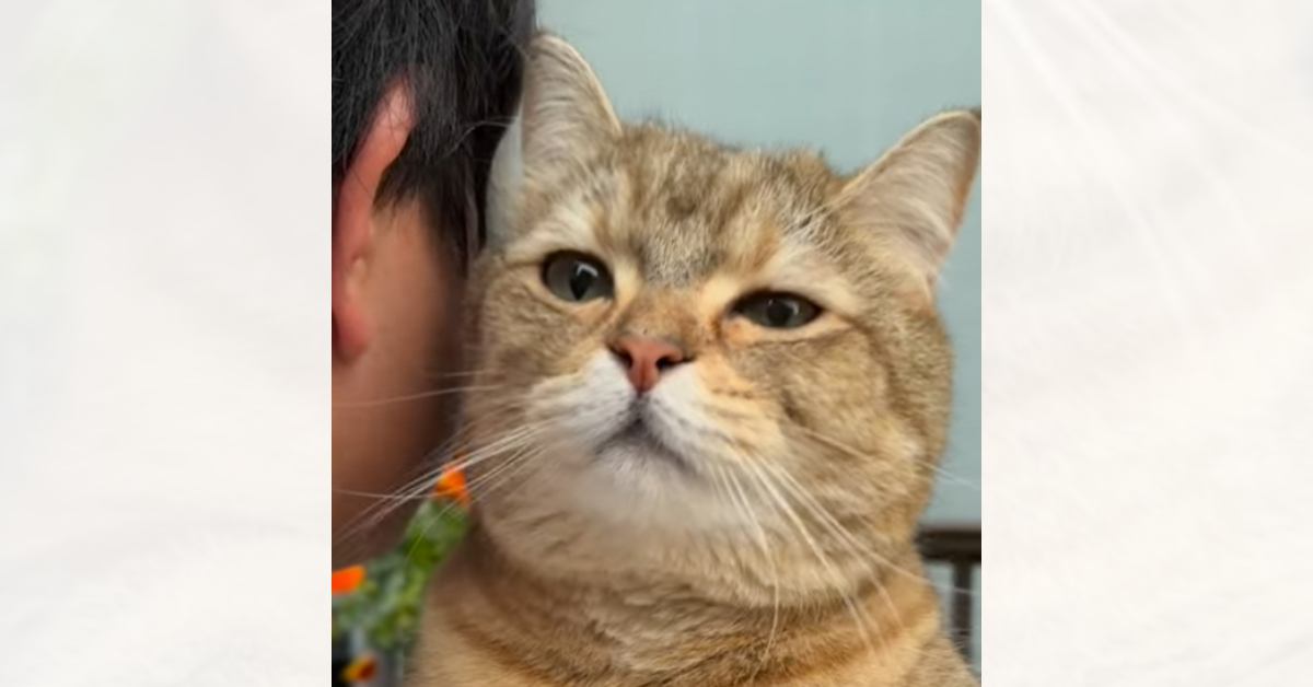 久しぶりに帰ってきたお兄ちゃんに……思い出した猫が見せた『愛おしすぎる行動』が話題に　「もうすべてが可愛い」「帰れなくなるねｗ」