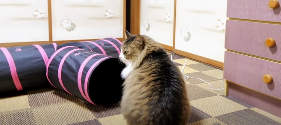 押し入れに入っていった『何か』が気になる猫ちゃん