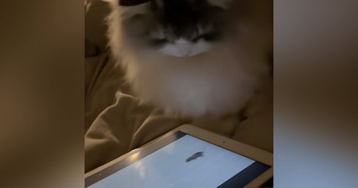 タブレットの画面を見つめる猫→『ネズミ』が出てきた次の瞬間…想像を超える"動き"が60万再生「ガチ勢すぎる」「必死で可愛いｗ」