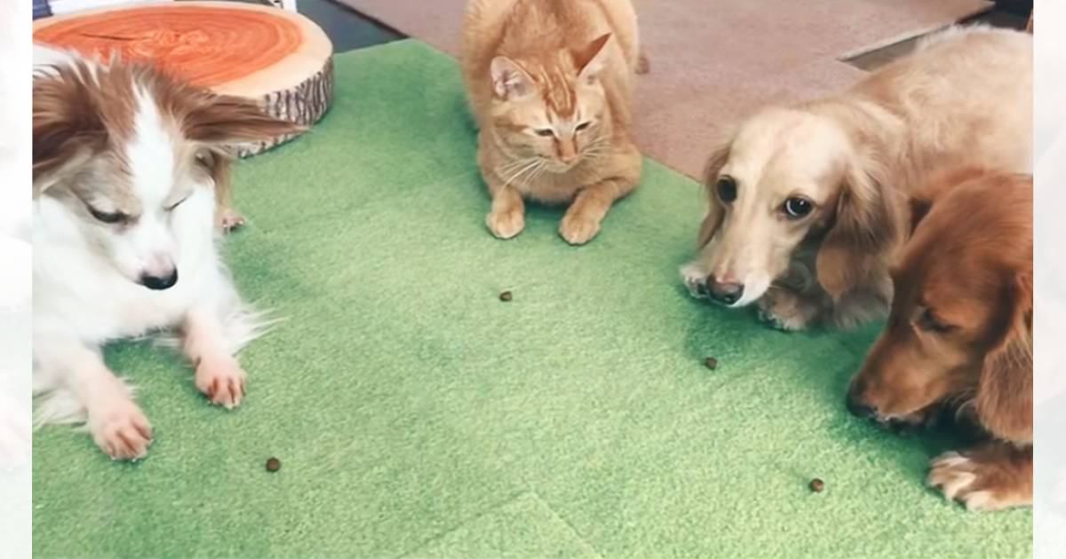 犬に囲まれて育った猫→『フセもマテもできるようになった』けど…まさかの切ない光景が300万再生「競争社会を生きるネコ」「可愛すぎｗ」