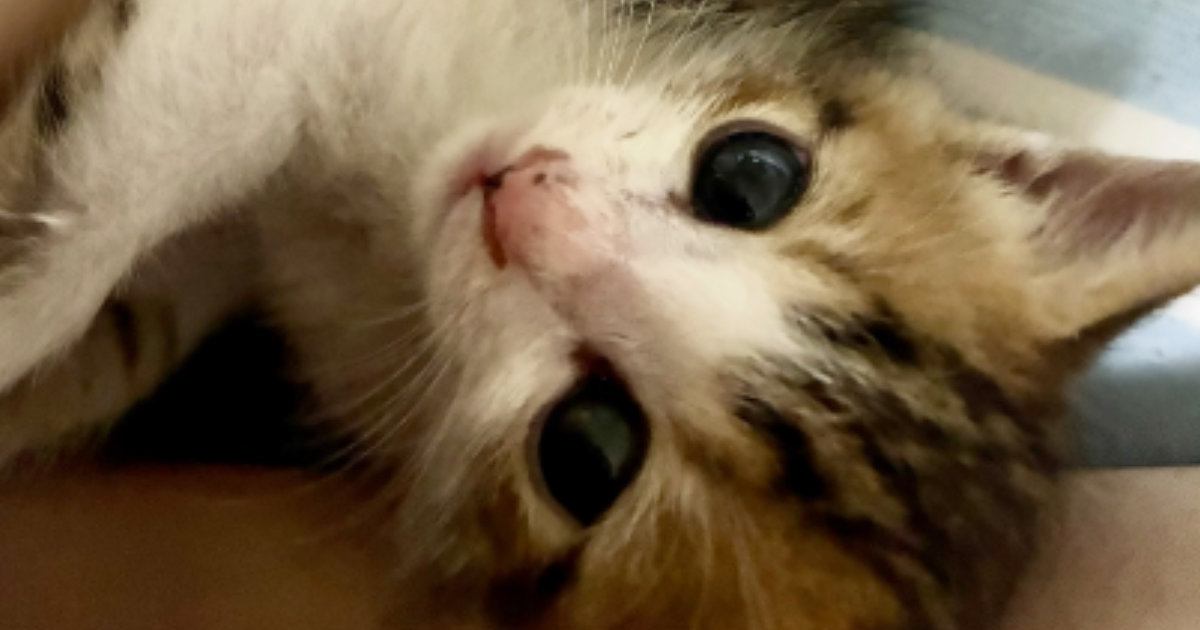 豪雨に流され、『ひとりぼっちになった子猫』→必死に鳴いているところを発見されて…涙あふれる結末に「とっても嬉しい」「本当にありがとう」