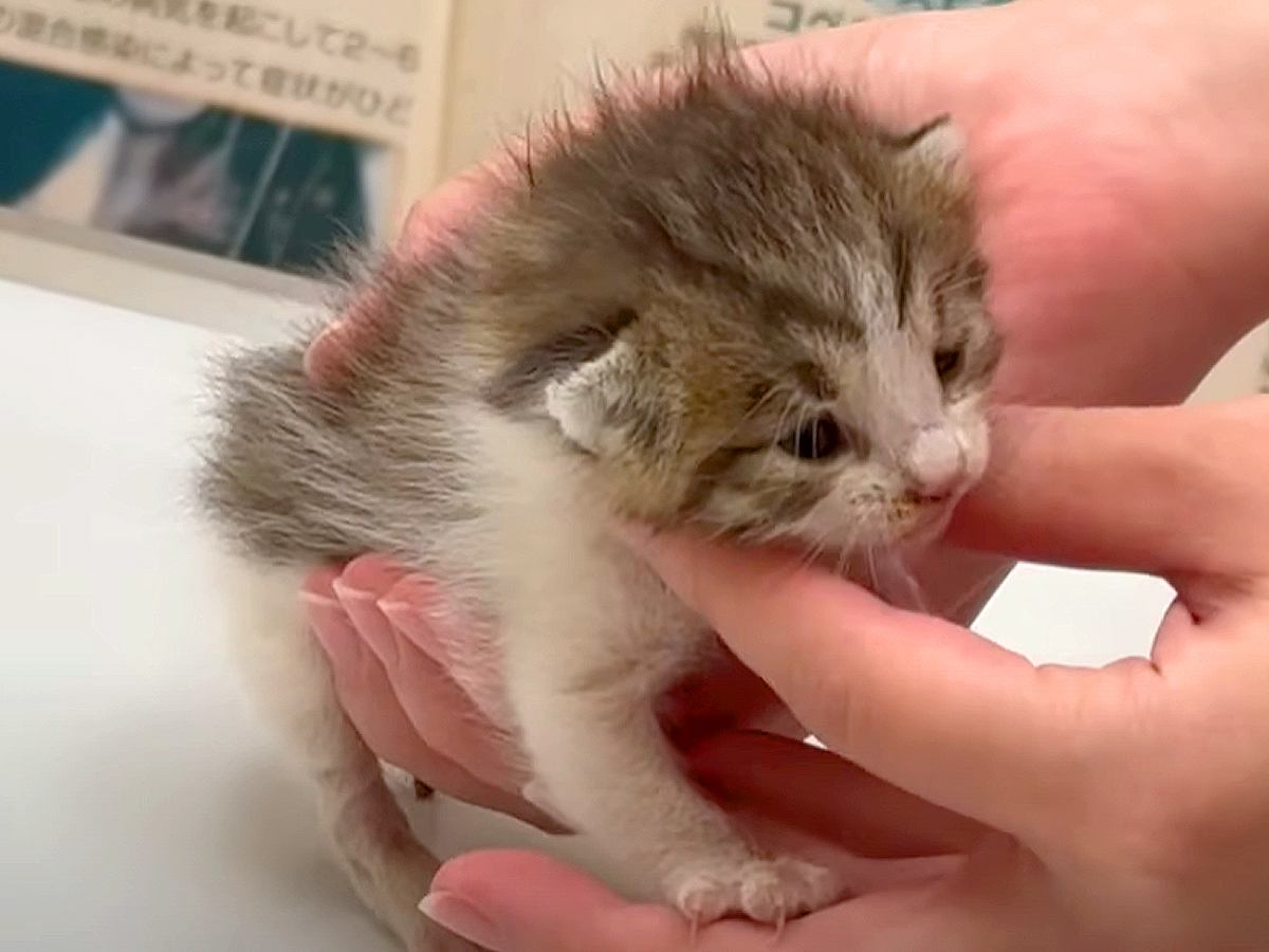 生後２週間の子猫を保護→可愛すぎて“天使”みたいだと思っていたら…まさかの『とんでもない本性』に「先輩猫さんよろしくね」「お転婆だ」