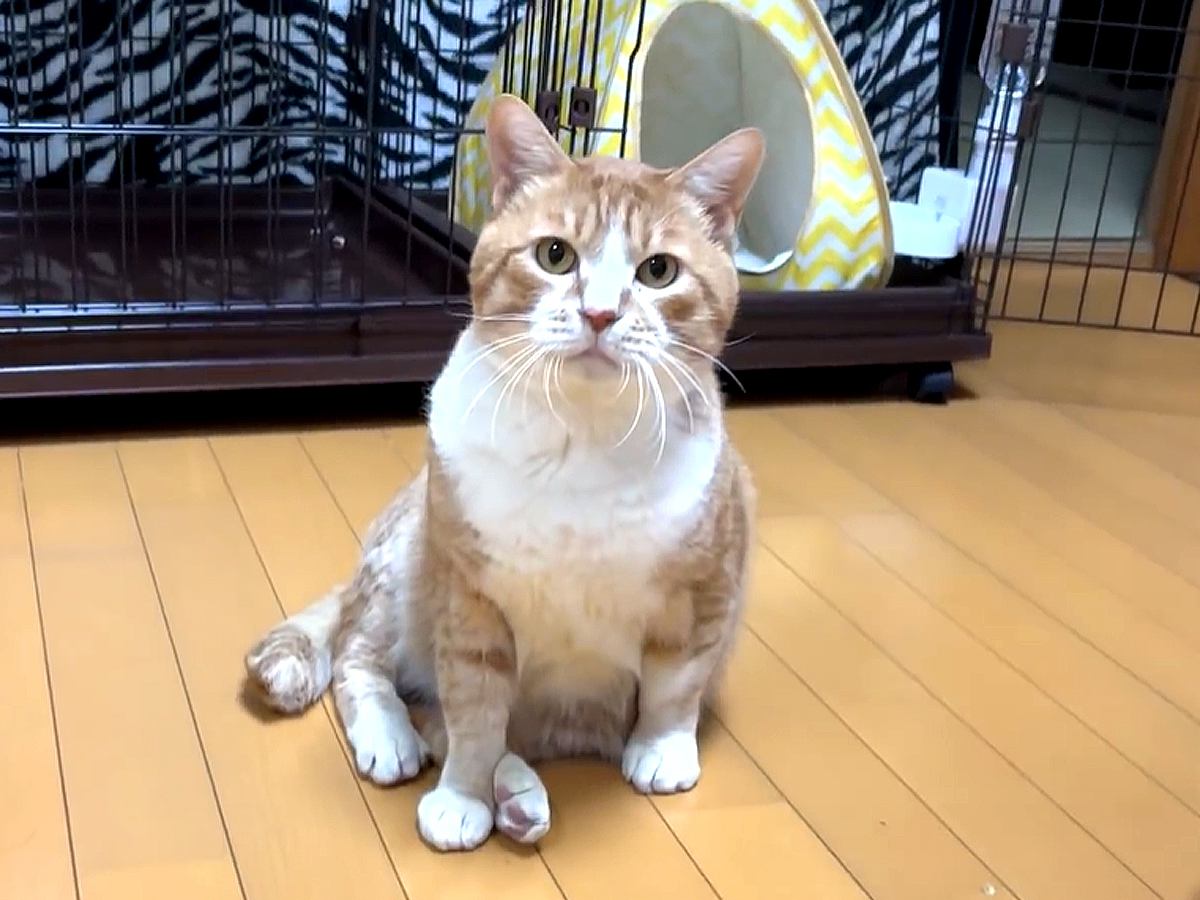 野良猫を保護して３日→家の中でお気に入りスポットが増え、そして…まさかの『感激してしまう瞬間』に「ビックリした」「完全に家猫だね」