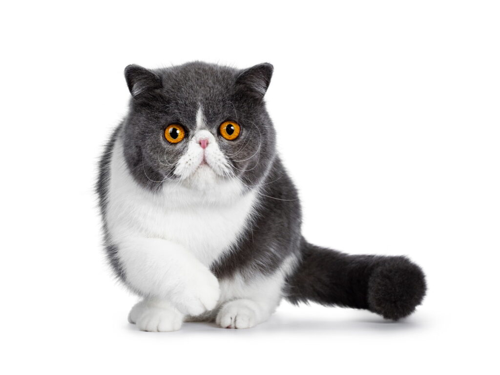 【獣医師監修】エキゾチックショートヘアの毛色には何種類？人気色や珍しい色も紹介