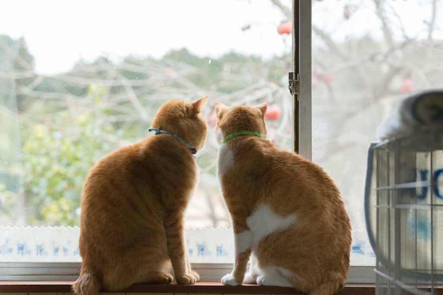 『賃貸物件』で猫が飼いにくい理由と気をつけること