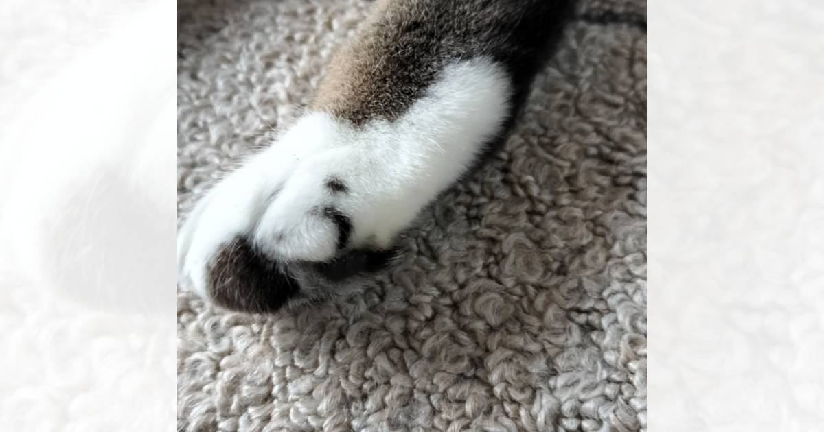 足に『う』の模様がある猫→体を見ていたら…９年越しに判明した『まさかの事実』に爆笑の声続出「主張強めで吹いた」「うがたまらん」