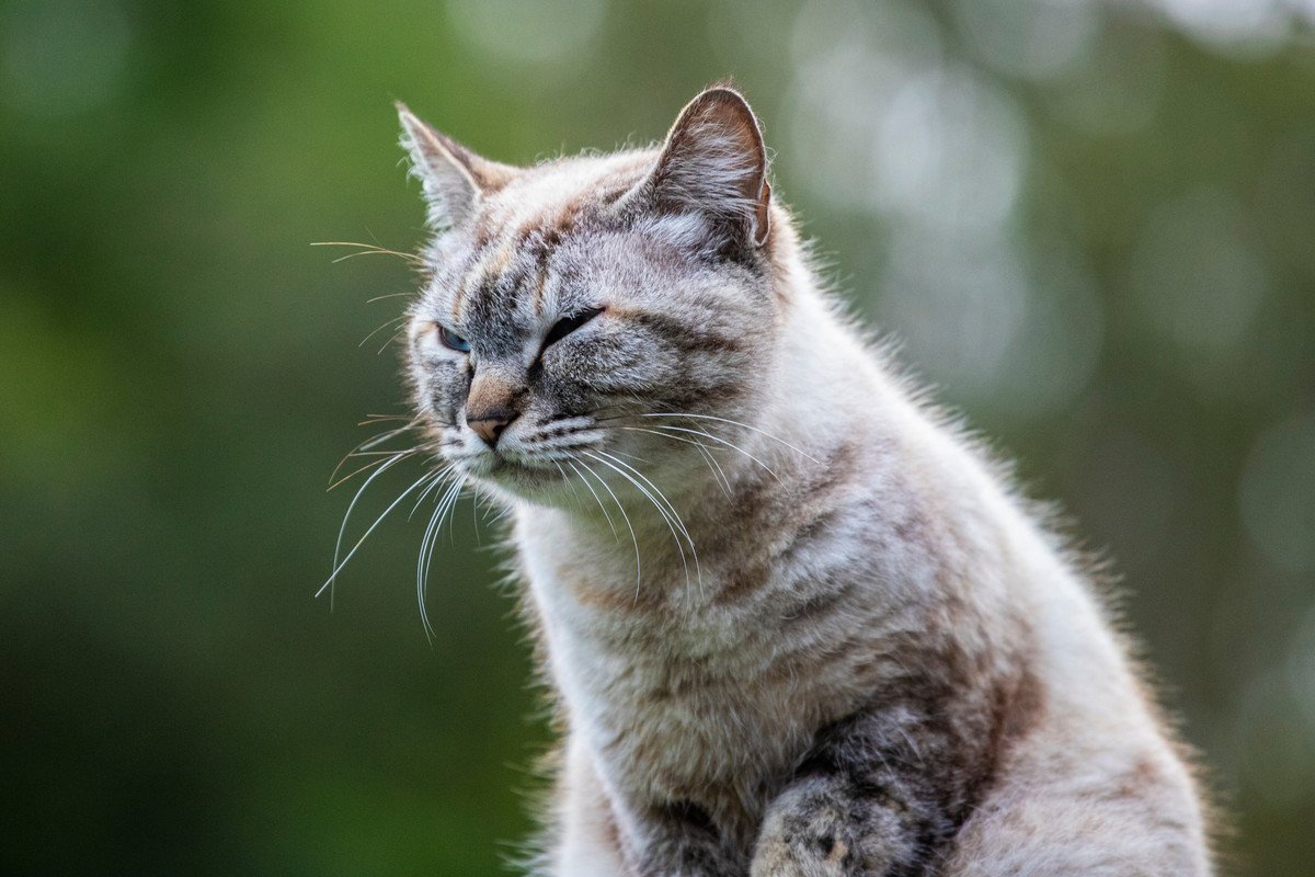 愛猫が『しかめっ面』になってしまうワケ5つ　なぜにそんなに怖い顔…怒っているの？